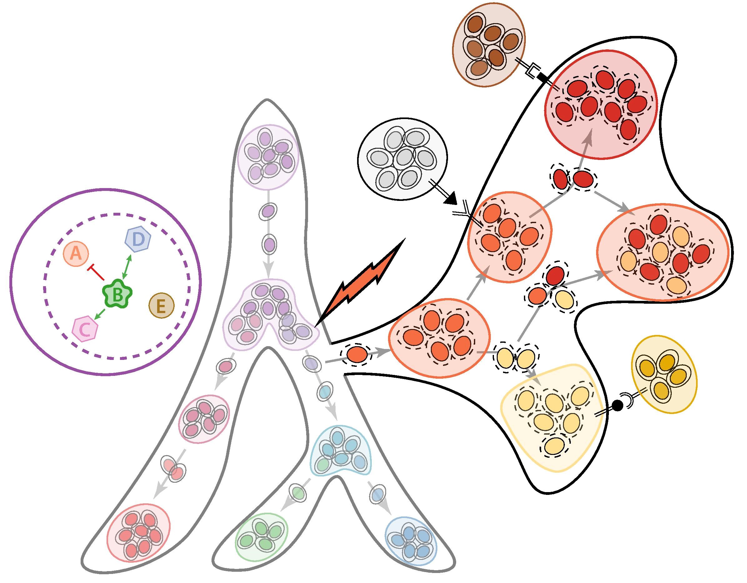 Cell Linage