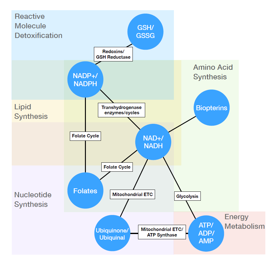 Metabolism structure