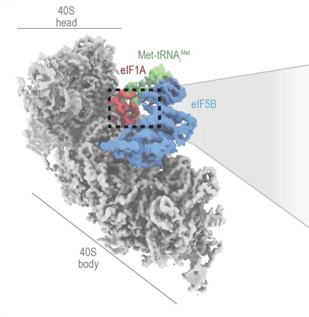 Protein Synthesis 