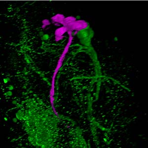 Neurobiology